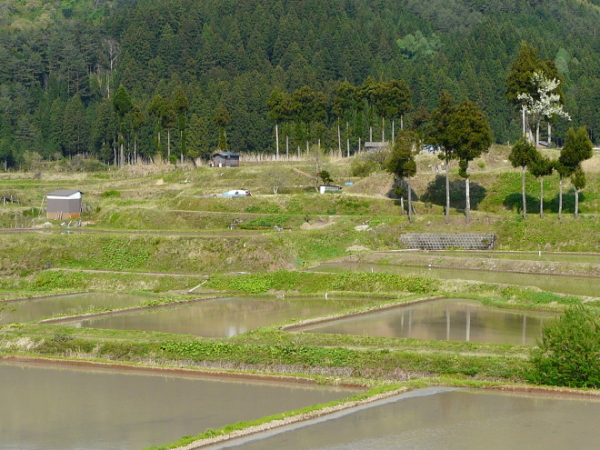 大毎心米カントリー